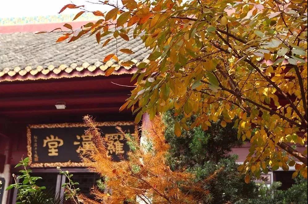 红瓜子传媒